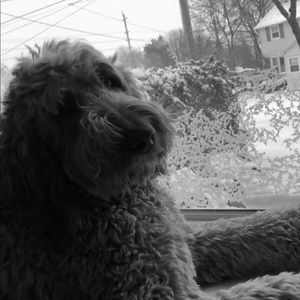 Meet your Posher, Paige